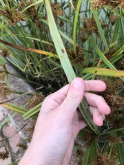 Cyperus exaltatus