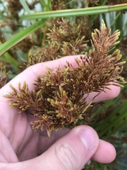 Cyperus exaltatus