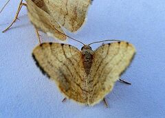 Taeniogramma octolineata