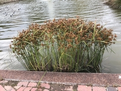 Cyperus exaltatus