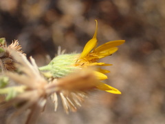 Heterotheca sessiliflora