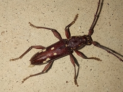 Ambonus interrogationis