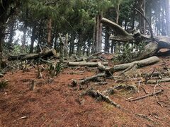 Pinus