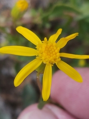 Senecio fremontii