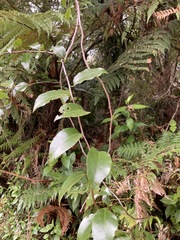 Passiflora tetrandra