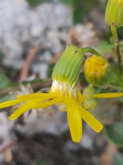 Senecio fremontii