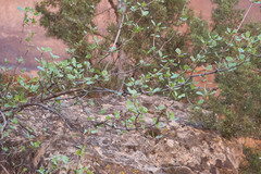 Fraxinus anomala