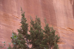 Juniperus osteosperma