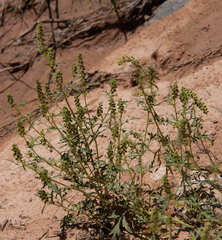 Ambrosia acanthicarpa