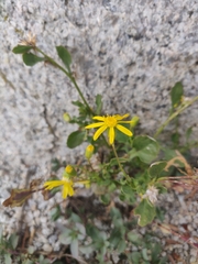 Senecio fremontii