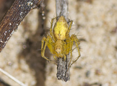 Oxyopes variabilis