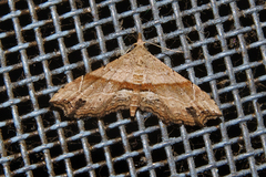 Hypenagonia