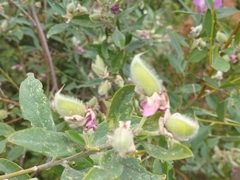 Podalyria calyptrata