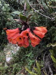 Bomarea formosissima