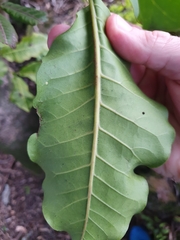 Dysoxylum spectabile
