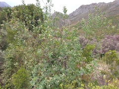 Podalyria calyptrata