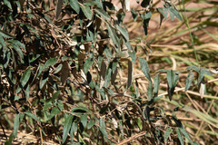 Elaeagnus angustifolia