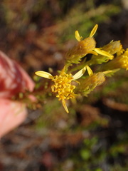 Ericameria ericoides