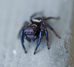 Zenodorus orbiculatus