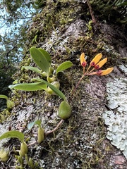 Bulbophyllum retusiusculum