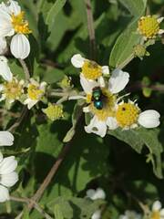 Chrysomya rufifacies