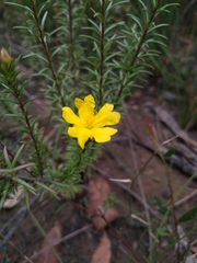 Hibbertia riparia