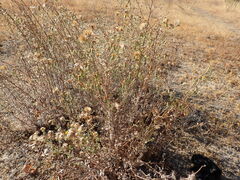 Heterotheca sessiliflora