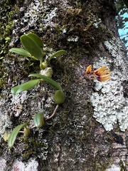 Bulbophyllum retusiusculum