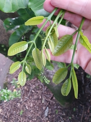 Dysoxylum spectabile