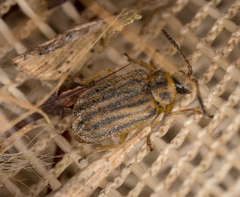 Ophraella communa