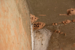 Sceliphron caementarium