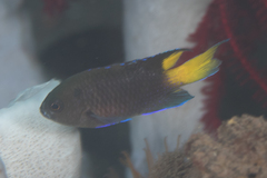 Neopomacentrus violascens