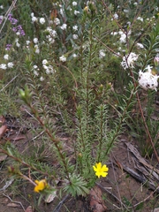 Hibbertia riparia