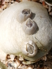 Amphibalanus venustus