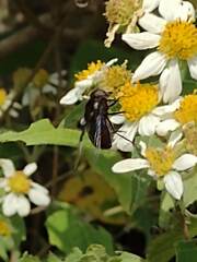 Copestylum violaceum