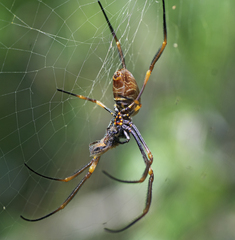 Trichonephila plumipes