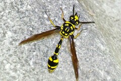 Phimenes flavopictus