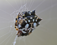 Gasteracantha sacerdotalis