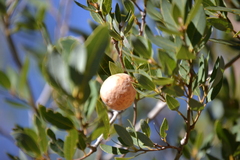 Andricus vacciniifoliae