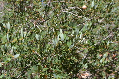 Andricus vacciniifoliae