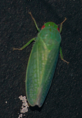 Gyponana