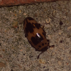 Ischyrus quadripunctatus