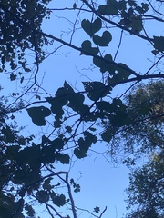 Dioscorea floridana