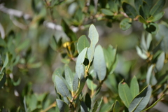 Andricus vacciniifoliae