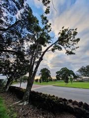 Pittosporum eugenioides