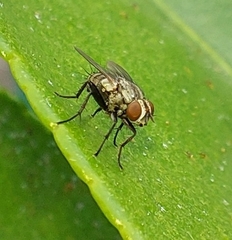 Muscoidea