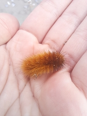 Phragmatobia fuliginosa