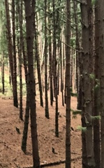 Pinus