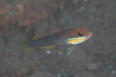 Valenciennea strigata