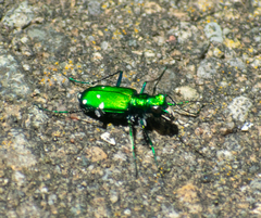 Cicindela sexguttata